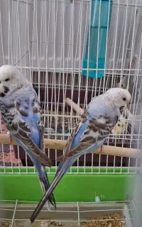 مرغ عشق انگیلیسی
