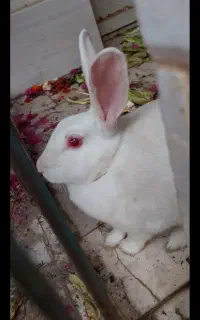 یک خرگوش سفید چشم قرمز شرابی  بازی گوش دستی سالم