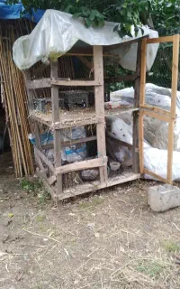لانه کبوتر دوطبقه