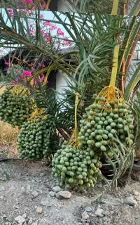 فروش نخل درجه یک وانواع نهال مرکبات درجه یک