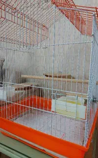 طوطی برزیلی پیدا شده