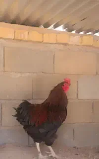 خروس محلی