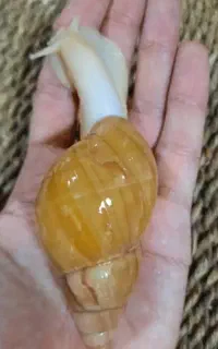 حلزون آچاتینا