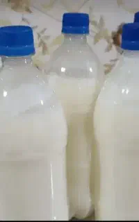 شیر الاغ.خر