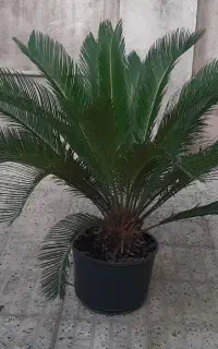 فروش گل سیکاس