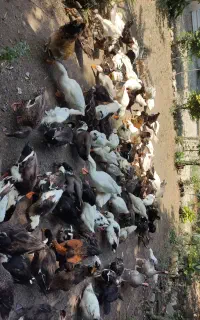 فروش اردک محلی
