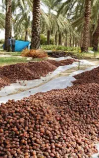 خرید ضایعات خرما