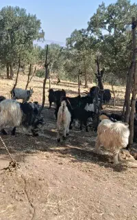 بزغاله