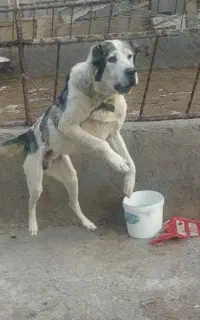 پژدر نکهبان
