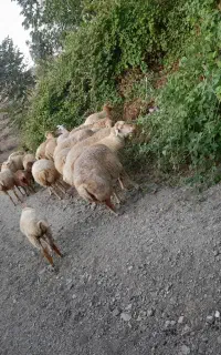 جوان ۱۷