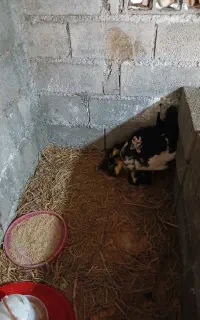 جوجه اردک روسی با مادر