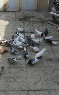 کبوتر تهرانی