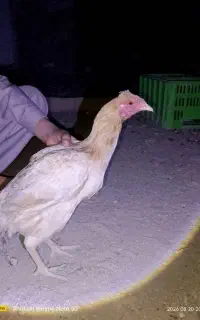 مرغ