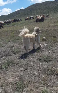 سگ ماده