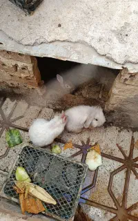 خرگوش جرسی آمریکایی