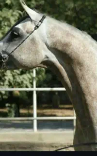 سیلمی عرب کره فیگاروجی وارداتی