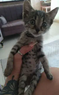 واگذاریه بچه گربه