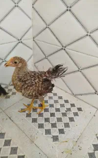 جوجه و اردک