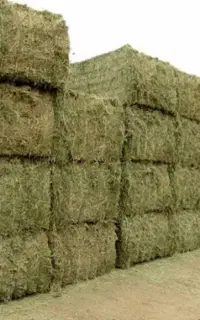 یونجه
