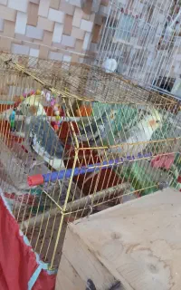 عروس هلندی