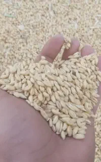 گندم کلتی (قلاوندی) کاملا اورگانیک