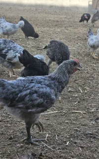 نیمچه جوجه مرغ و بوقلمون