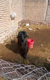 سابرین