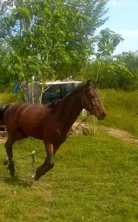 اسب کرد  سواری، باری سن شیش به هفت.قد ۱/۵