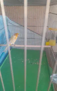 قناری نریکساله رنگ خاص