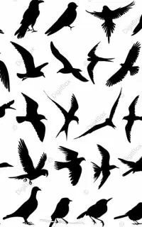 یک عدد پرنده زینتی پیدا شده
