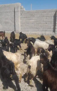 ۵۰راس بز ترکی کهره دار کهره درشت