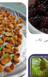 کشته توت .زردالو .وشاه توت