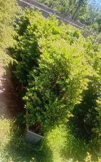 فروش نهال های مثمر و غیره مثمر