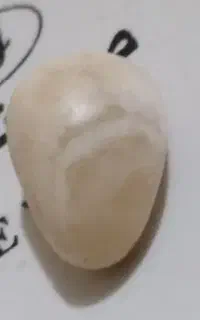 باباقوری سفید اصل