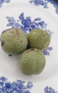گردو