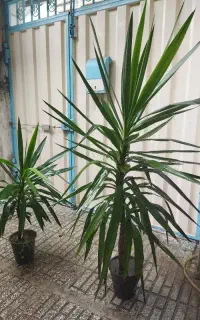 گل زیبا یوکا مخصوص منازل