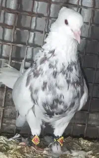 فروش پرنده
