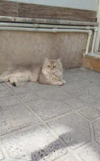 پرشین گربه