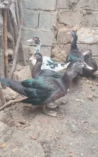 اردک اسرائیلی