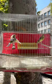 ۳ عدد قناری ماده آماده