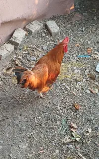 ۱عدد خروس