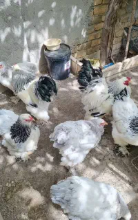 مرغ و خروس برهما لایت و بلو لایت و بوف