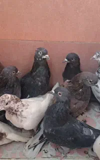 ۱۰ تا  کفتر خوب