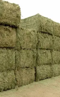 فروش یونجه بسته بندی