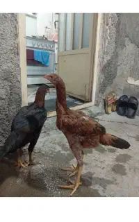 مرغ لاری
