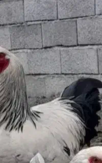 دو عدد خروس برهما