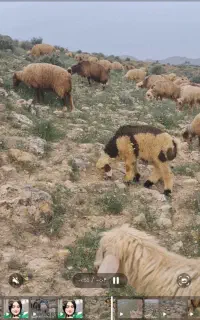 جوپان