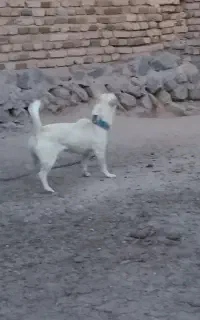 سگ پاکوتاه  روباهی