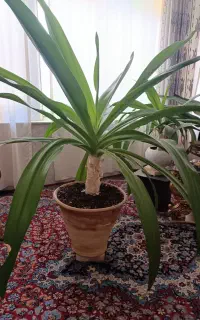 گل‌سوسن