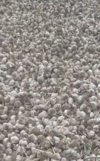 بزر سیر درجه یک